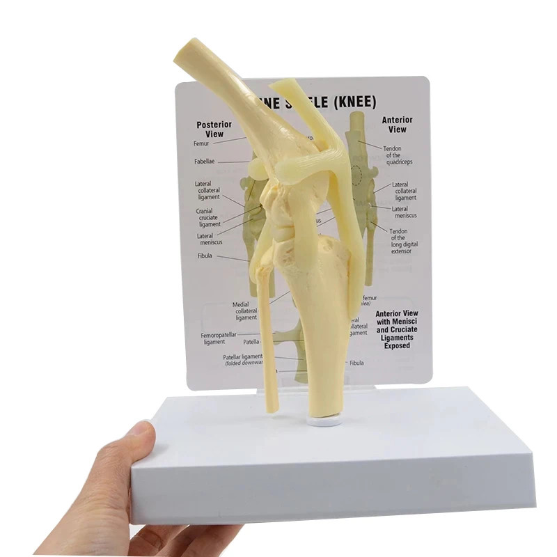 Life Size Canine Knee Model Dog Joint Anatomical Model With Key Card Manual Animal Skeleton Anatomy