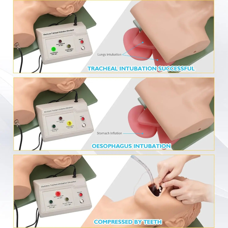 220V 110V Adult Airway Management Trainer Tracheal Intubation Training Simulator Model Airway Manag