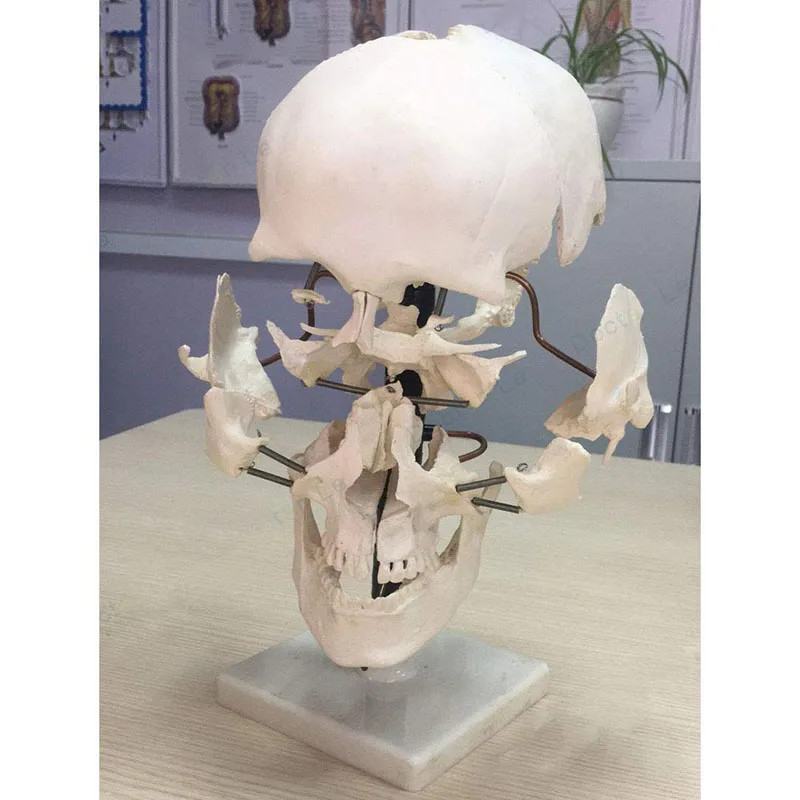 Human skull parts (16 pieces) Human skull model Human skull model Skull separation anatomical medic
