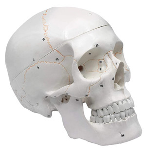Human Anatomical Anatomy Head Skeleton Skull Teaching Model …