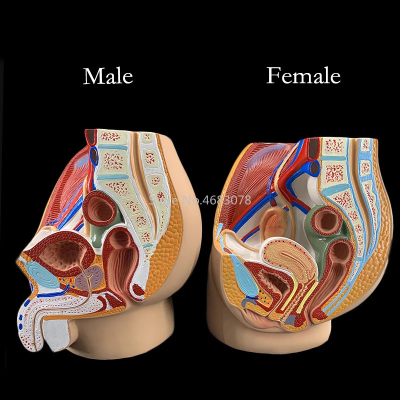 Sagittal Pelvic Anatomy Model Male And Female Male Reproductive Organ Reproductive System Uterus Me