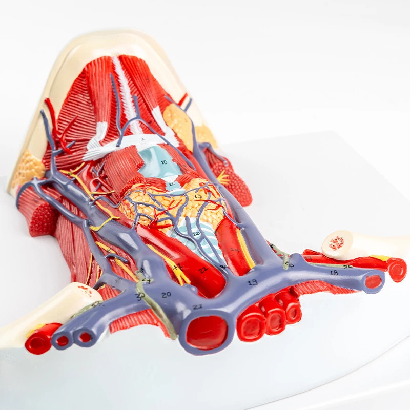 Human Organ Anatomy Model Arteriovenous Neck Model - Local Anatomy of Cervical Anterior Muscle mode