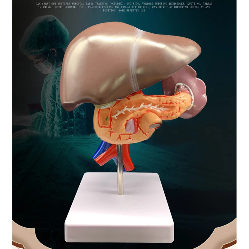 Life Size 1:1 Human Liver Duodenum Human Body Anatomy Medical Model Anatomical Teaching Resources S