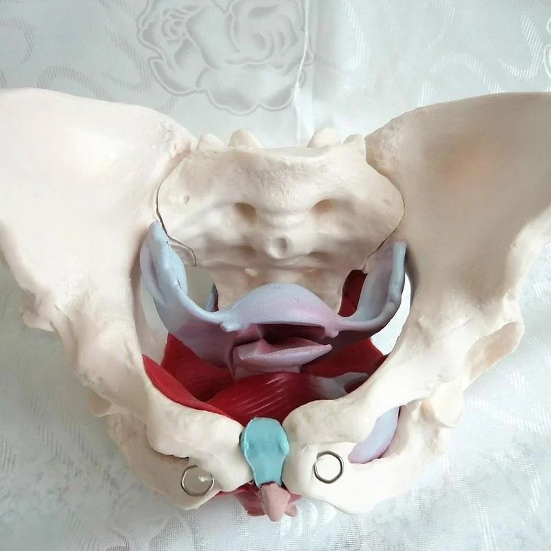 Removable Female Pelvis Pelvic Floor Muscle Anatomical Model Uterus Ovary Muscle Teaching Resources