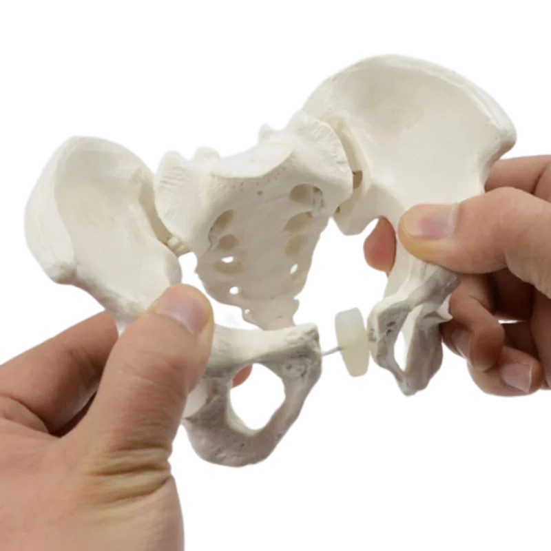 Mini Pelvis Model Human Skeleton Model 1:2 size pelvis Specimen Hip Skeleton Anatomy Medical Tool s