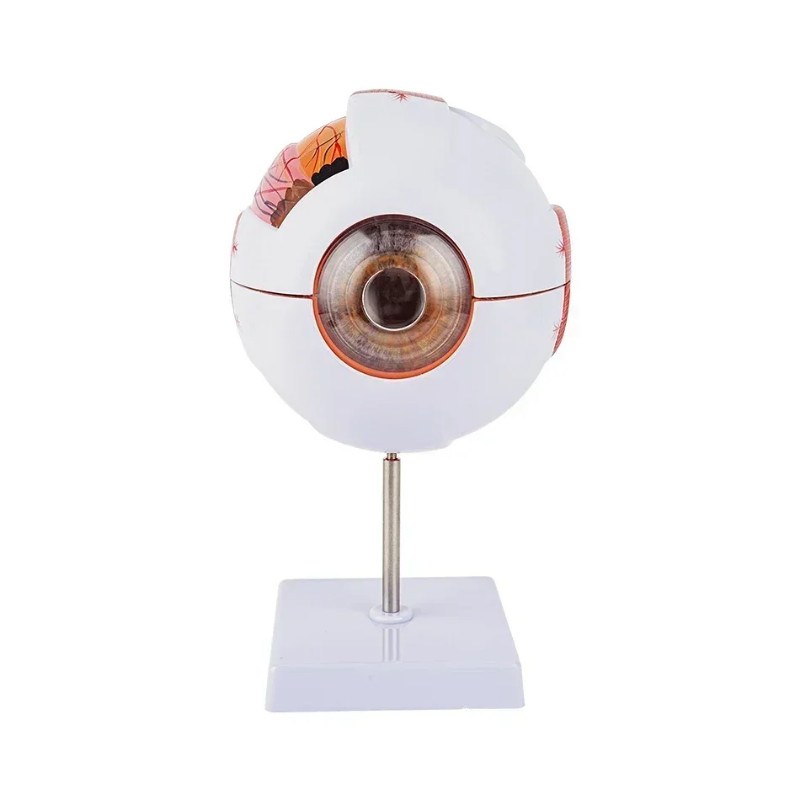 1:6 Eyeball Anatomy Model for Eye Diseases Study Human Eye Anatomy Model Eye Anatomy Model Human Or