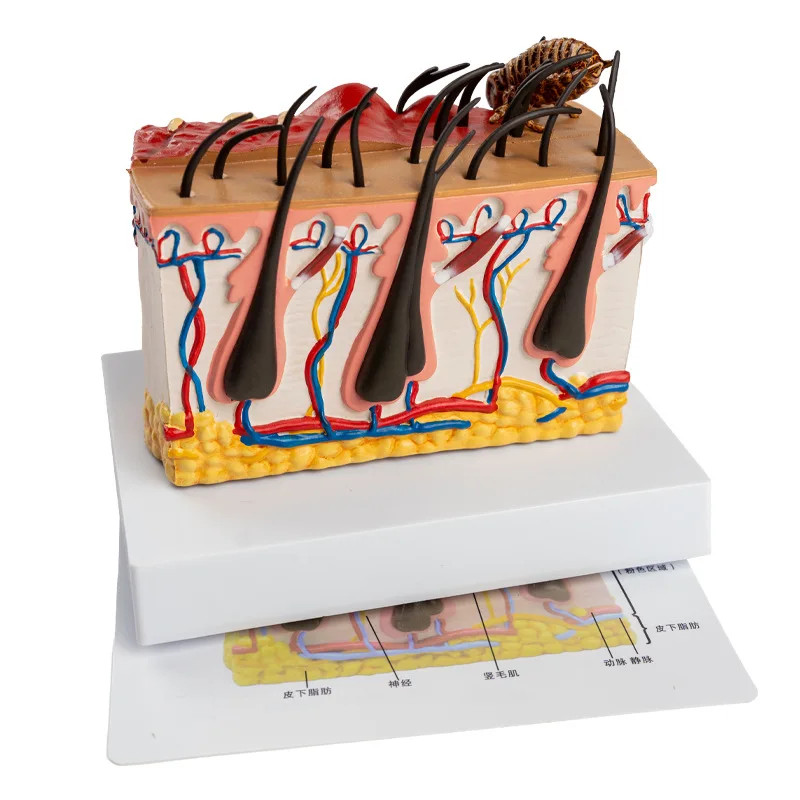 Dog skin model Canine teaching Animal skin anatomy model 14.5*7.5*12cm