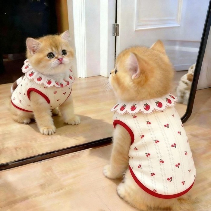 แมวเชอร์รี่เสื้อกั๊กฤดูร้อนสัตว์เลี้ยงระบายอากาศบางเสื้อผ้า0.5-7.5เค
