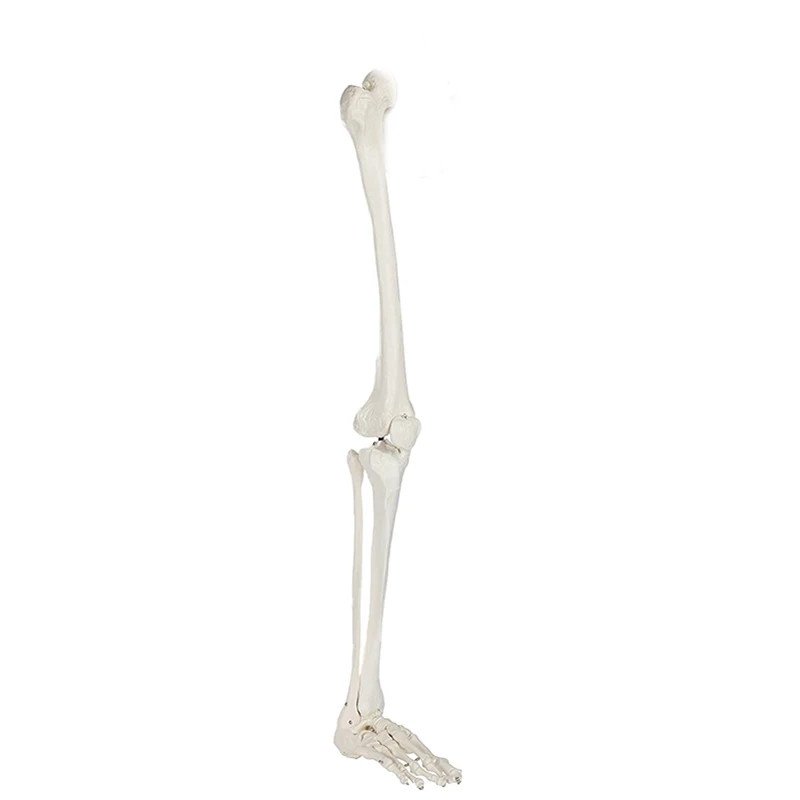 Human Skeleton Lower Limb Knee and Foot Anatomy Model Medical Science Teaching Resources Drop Shipp