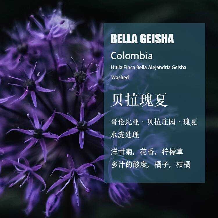 Colombia Bella Manor Geisha Geisha Washed Coffee Beans Hand Brewed Single Origin Coffee