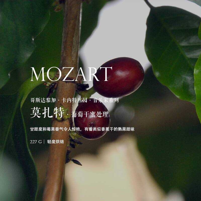 เมล็ดกาแฟปรุงสุก Order Roasting Costa Rica Costa Rica Musician Series Mozart คั่วอ่อน