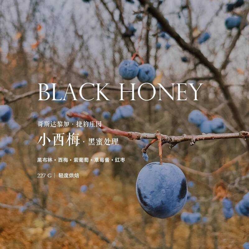 เมล็ดกาแฟ Order Roasting Costa Rica Costa Rica Jaguar Manor Xiaoximei Black Honey