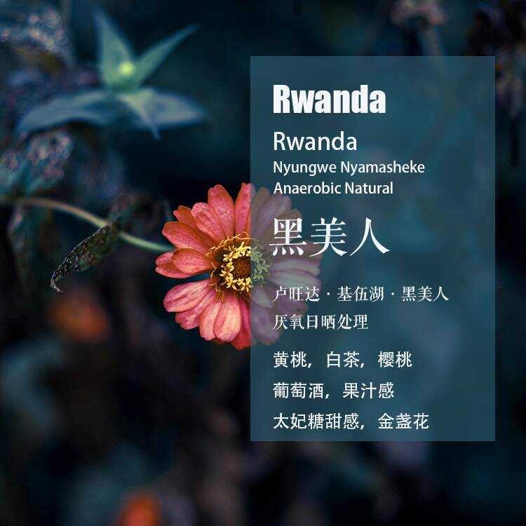 Rwanda Rwanda Rwanda Kiwanda Black Beauty Anaerbic Sun-dried Coffee Beans กาแฟต้นกําเนิดเดี่ยวชงด้วย