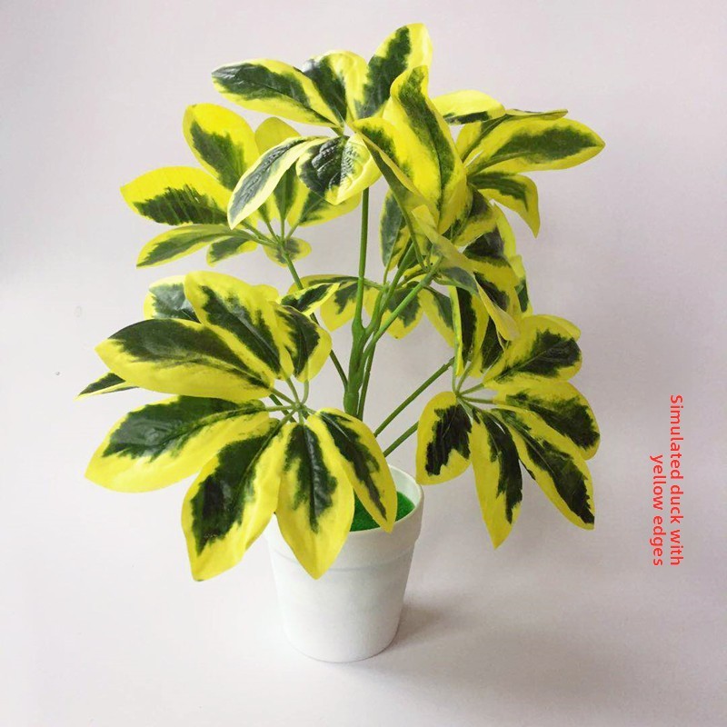 Plant Pothos ต้นไม้มรกตสำหรับการถ่ายภาพและตกแต่งบ้าน