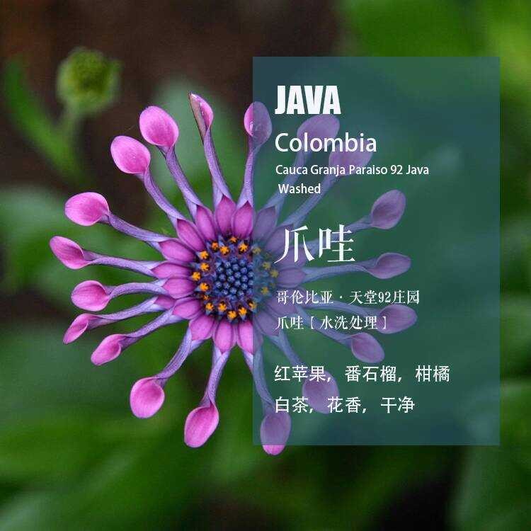 Colombia Paradise 92 Manor Java Java Washed Coffee Beans Hand Brewed Single Origin Beans คั่วสดใหม่