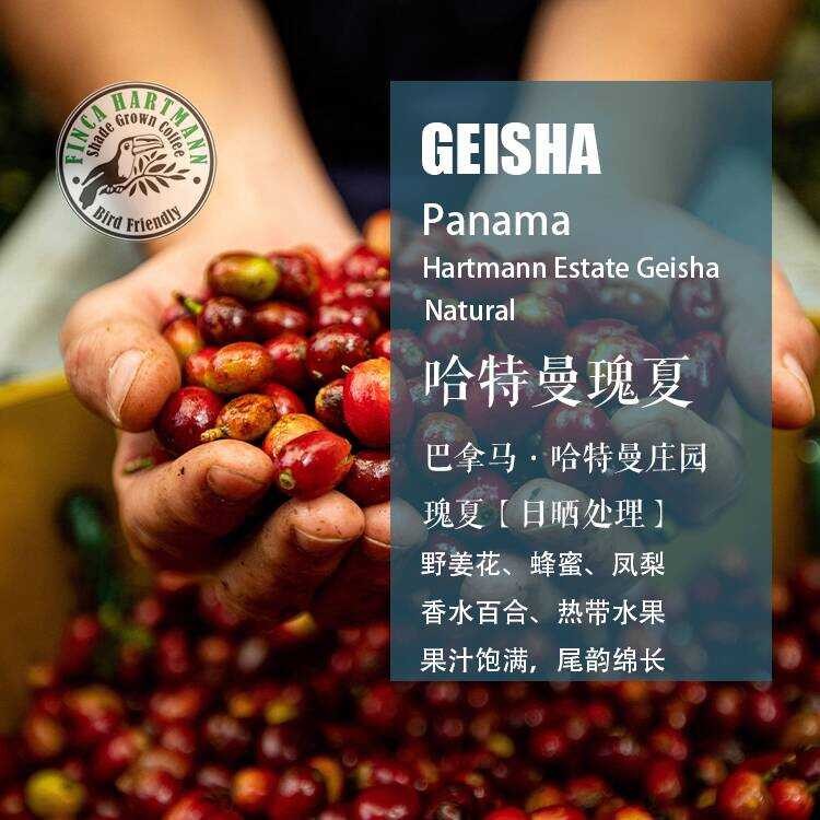 ปานามา Hartman Manor Geisha Geisha เมล็ดกาแฟซันดรายชงด้วยมือ Single Origin Coffee Bagged