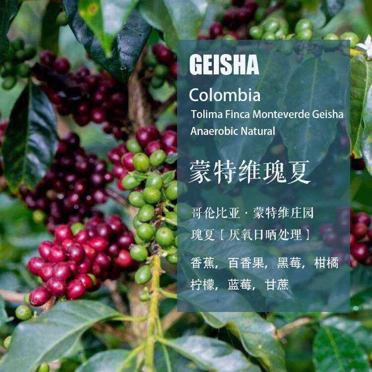 Colombia Montwea Manor Geisha Geisha Anaerbic Sun-dried Coffee Beans Hand-brewed Single Origin Coffe