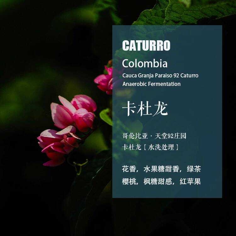 Colombia Paradise 92 Manor Caturro Caturro Coffee Beans Anaerbic Wash Hand-made Single Product Beans