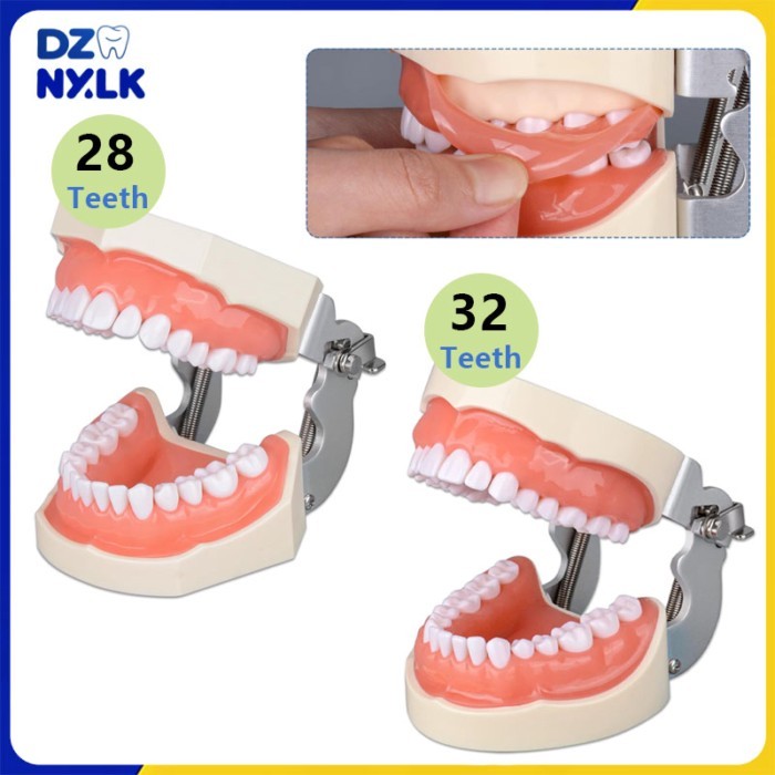 28/32 Teeth Dental Typodont Teeth Model Soft Gum Teaching Model Dental Technician Practice Studying