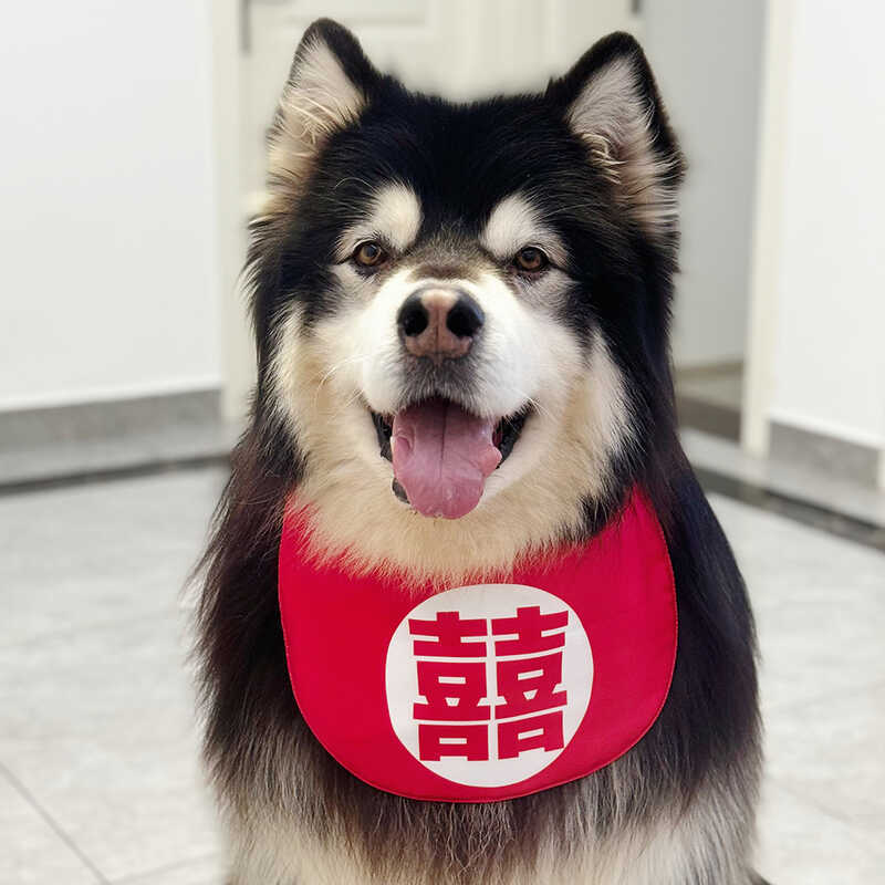 Grafting Dog Pick-up Kissing Dog Scarf Happy Word Pet Bib Pet Dog Saliva Towel Golden Retriever Alas