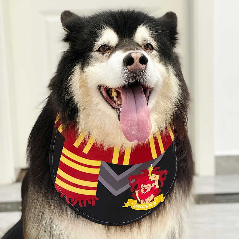 Summer Saliva King bi เตรียมผ้าเช็ดตัวน้ําลายสุนัขสัตว์เลี้ยงสามารถยืนขึ้นน้ําลาย Alaska Golden Retr