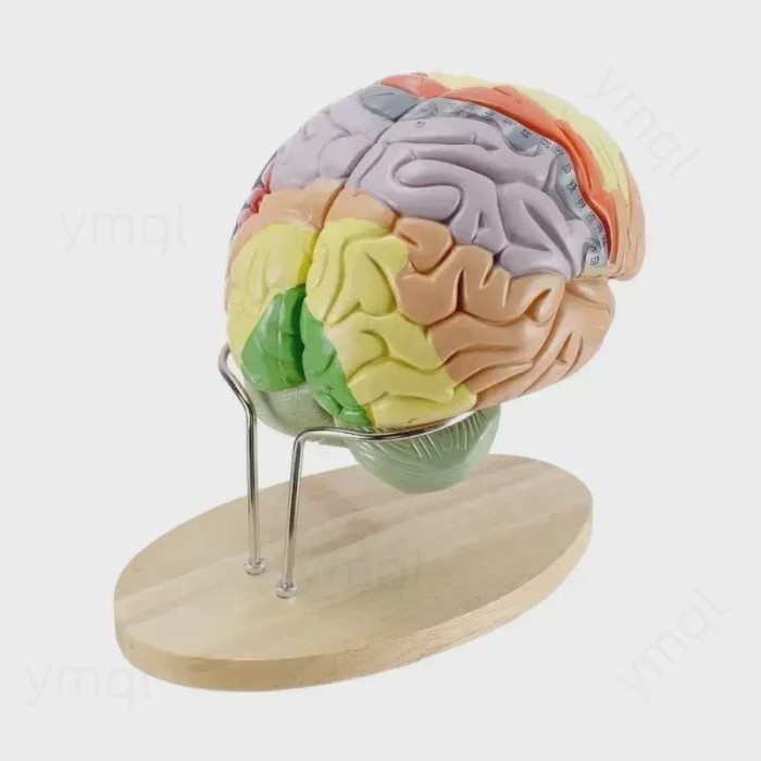 4 parts Magnified 2 Times Human Brain Anatomical Model Brain Function with Marked Teaching Brain Co
