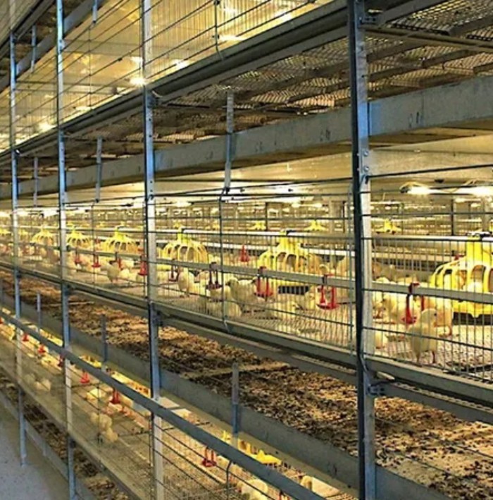 Automatic H Type Broiler Poultry Equipment Chicken Poultry Feeding Equipment