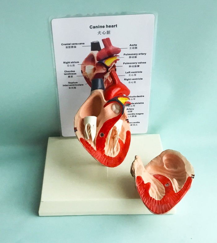 Dog heart anatomy model canine pet teaching aid Healthy dog heart model With instructions in Chines