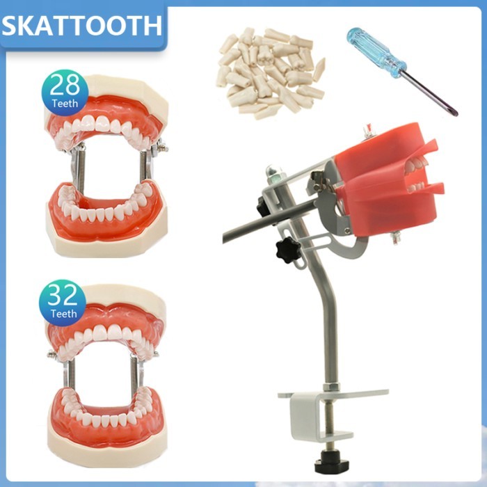 Dental Model Simulator Phantom Model No Head Typodont Standard 28/32 Teeth Model for Dentist Studen
