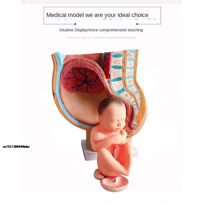 DiscountTeaching Model Human Pregnancy Fetal Development 9Th Month Embryonic Pelvic Model Fetal Fet