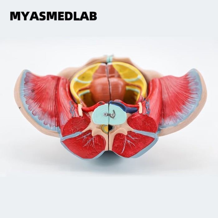 Female Pelvic Model with Pelvic Floor Muscles and Nerves, Including the Uterus, for Anatomical Teac