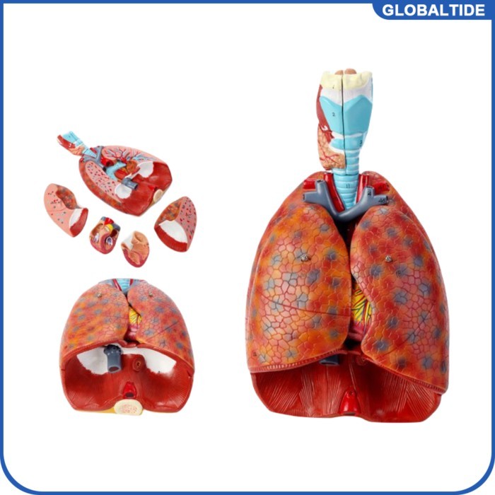 Human Laryngeal Heart Lung Anatomy Model Lung Trachea Model Laryngeal Anatomy Respiratory System Mo