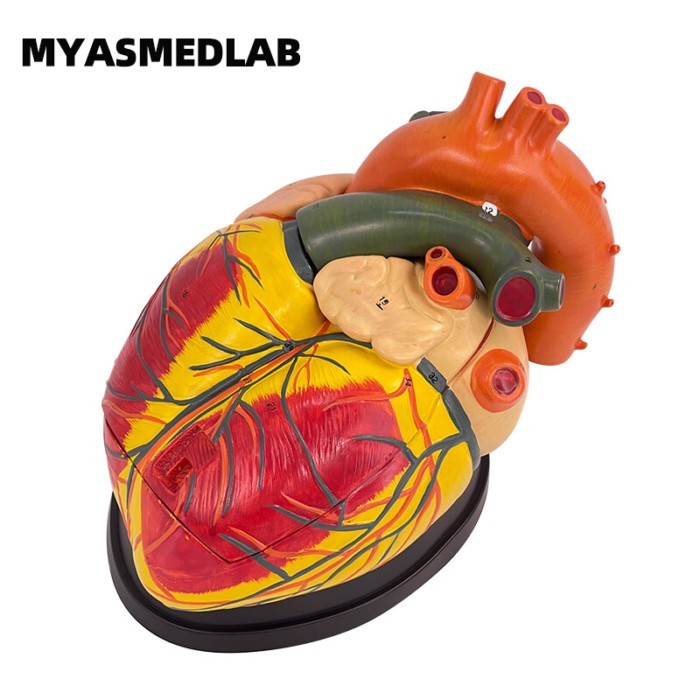 High-end Medical Magnification Human Heart Anatomy Model, Teaching B-ultrasound Color Doppler Echoc