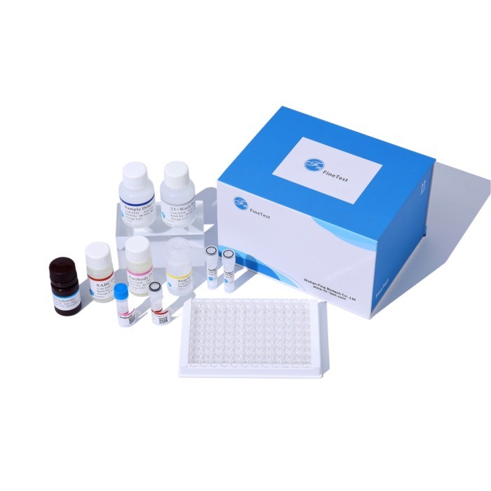 Finetest Human CASP8 Caspase-8  ELISA Research Testing Kit