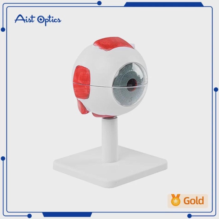 Eye Eyeball Model Students Study Anatomy Eyeball Model Display Teaching Anatomy Eyeball Model (3x E