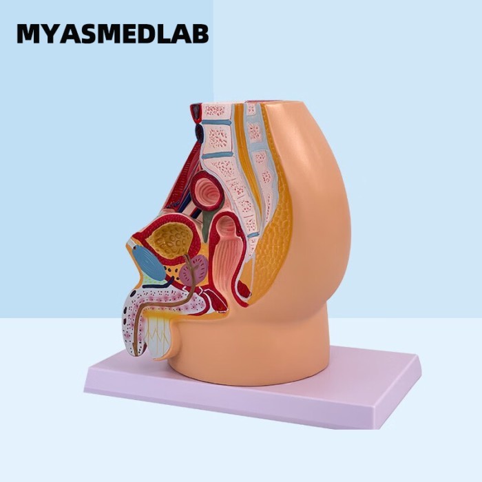 Teaching Simulation Female Pelvic Model Female Urogenital System Specimens Pelvic Sagittal Section