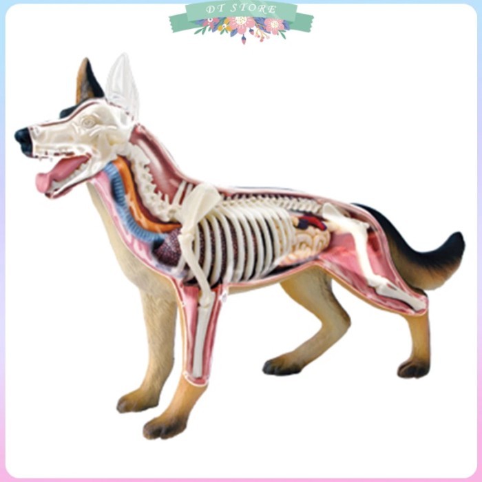 Animal Organ Anatomy Model 4D Dog Intelligence Assembling Toy Teaching Anatomy Model DIY Popular Sc