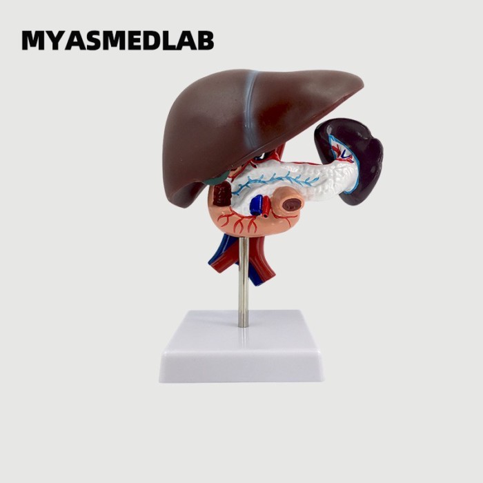 Teaching Simulation Human Liver Model Liver Teaching Tool Pancreas Spleen Liver-Pancreas-Duodenum P