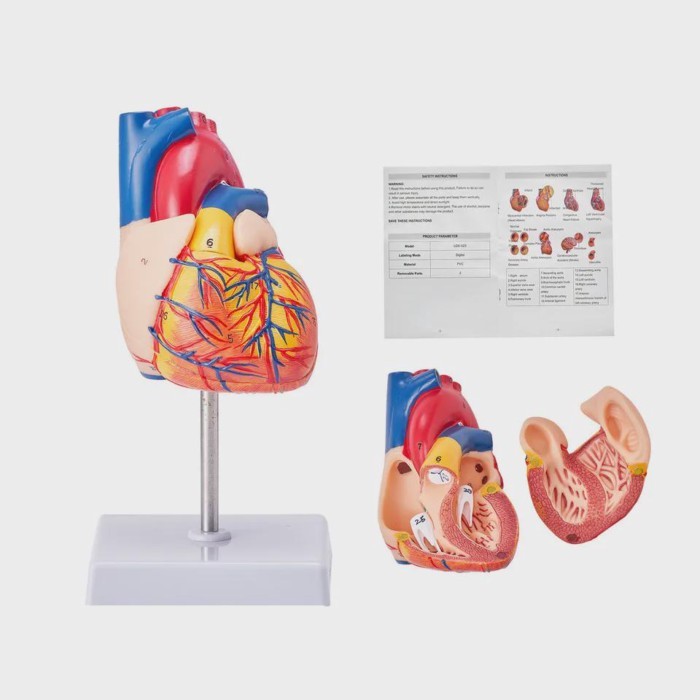 1:1 Anatomical Human Heart Model PVC Removable Medical Teaching Aids 22cm Multifunctional Human Nat