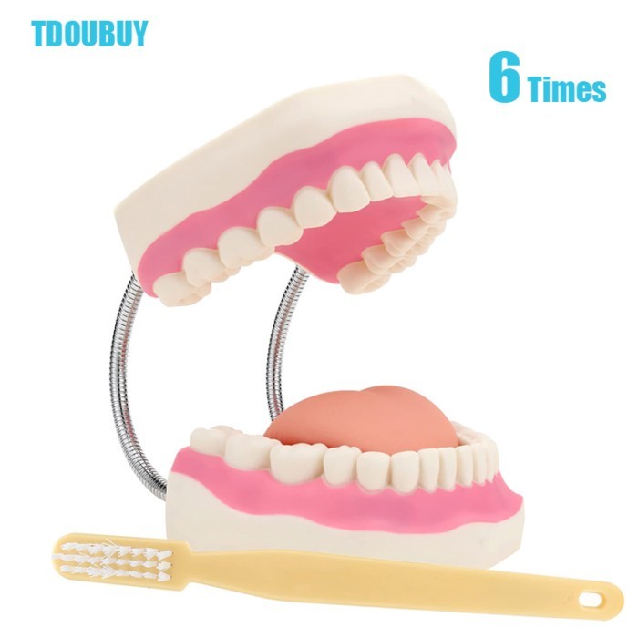 Giant Teeth Dental Demonstration Model with Toothbrush,Enlarged 6 Times Standard Size Mouth Model,