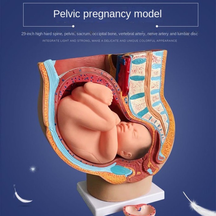 20252025 Discount Teaching Model Human Pregnancy Fetal Development 9Th Month Embryonic Pelvic Model