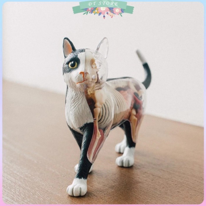 Animal Organ Anatomy Model 4D Cat Intelligence Assembling Toy Teaching Anatomy Model DIY Popular Sc