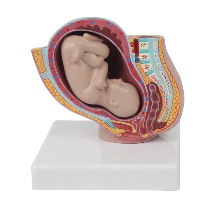 Human Pregnancy Fetal Development 9Th Month Embryonic Pelvic Model Fetus Foetus Pregnancy Anatomy O