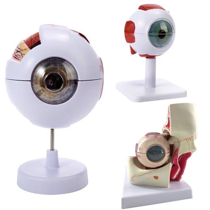1:6 Eyeball Anatomy Model for Eye Diseases Study Human Eye Anatomy Model Eye Anatomy Model Human Or