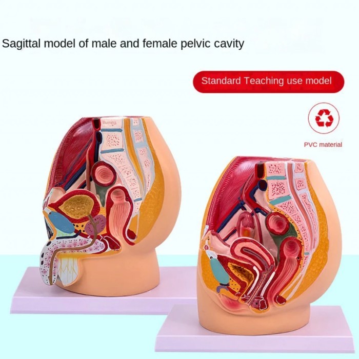 Sagittal Pelvic Anatomy Model Male And Female Male Reproductive Organ Reproductive System Uterus Me