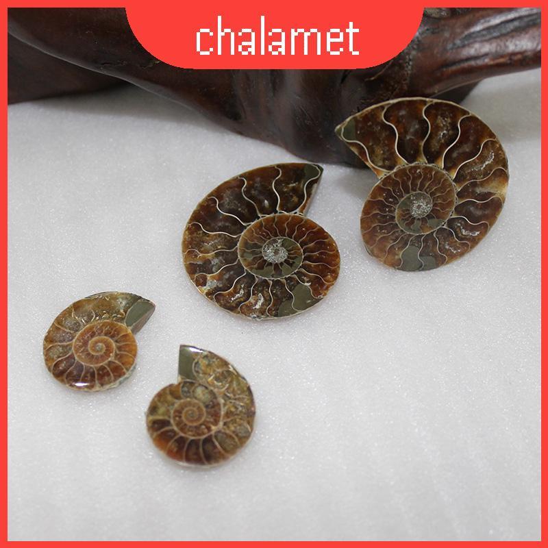 Ammonite Fossil คู่สังข์แท้ความงามธรรมชาติสําหรับของขวัญให้การออกแบบภายในและ