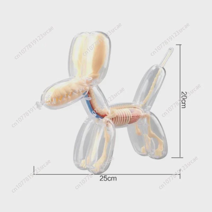 Big Balloon Dog 4d Assembling Toy Perspective Bone Anatomy Model Transparent Skeleton Model