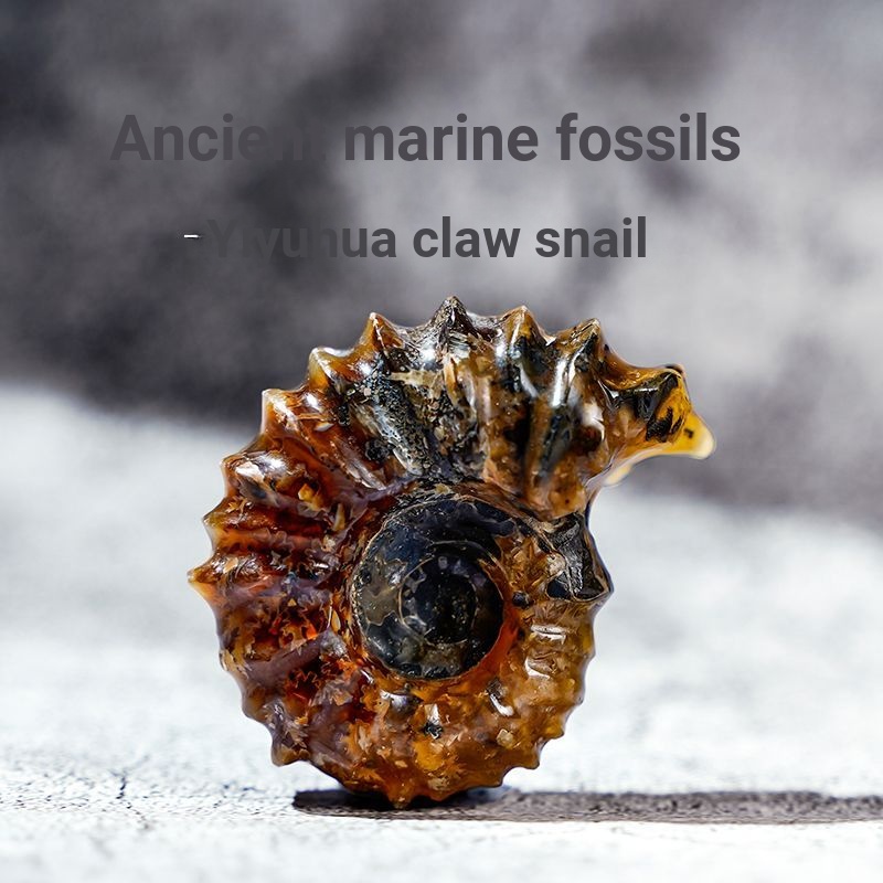 Madagascar Claw Snail Fossil Jade * สารเคมีหอยทาก Vile Ammonite ตัวอย่างการสอนโบราณ