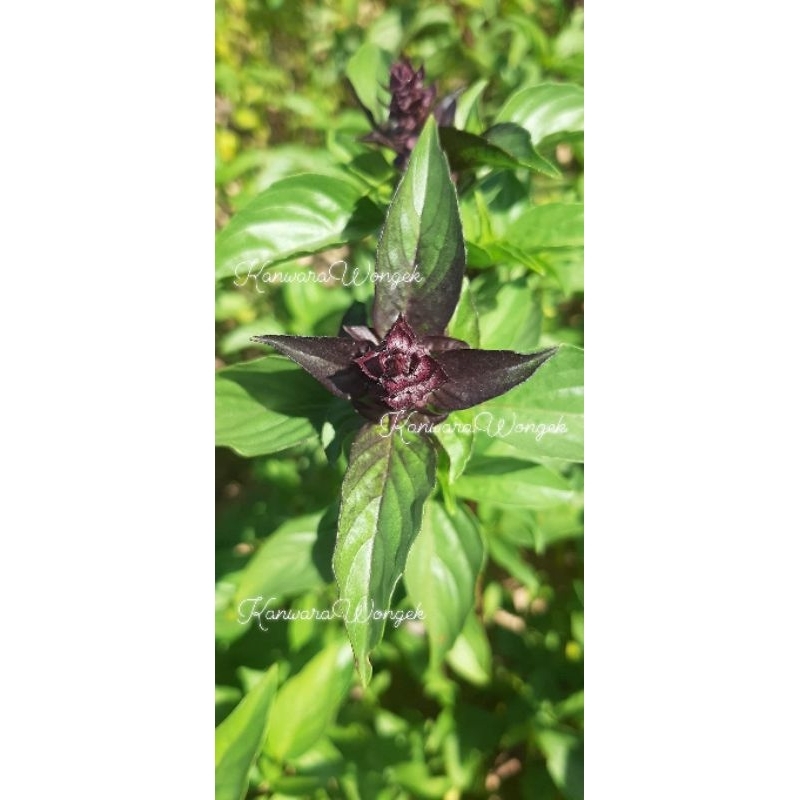 เมล็ดโหระพา บรรจุ500เมล็ด 19บาท