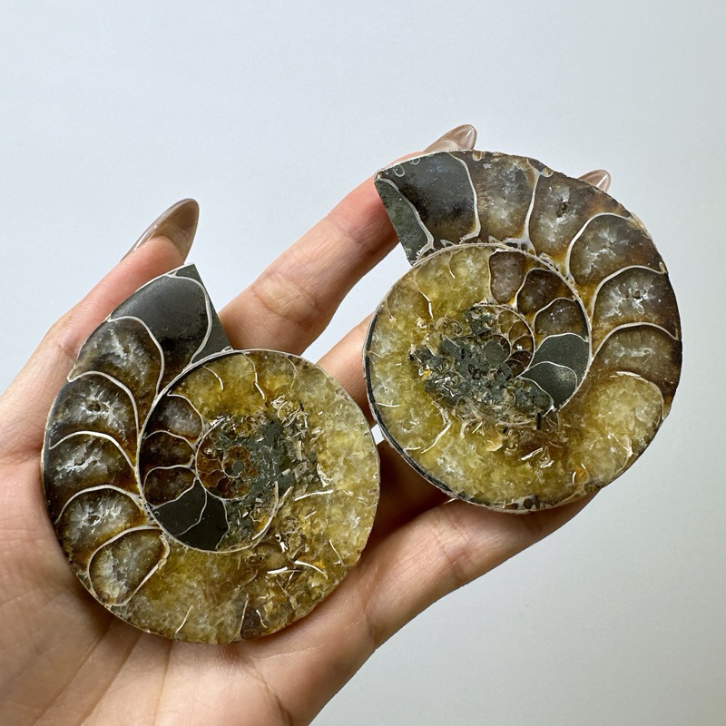 [SG] Ammonite คู่หินคริสตัลธรรมชาติสําหรับเขาบําบัดของเธอ